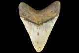 Fossil Megalodon Tooth - North Carolina #109784-1